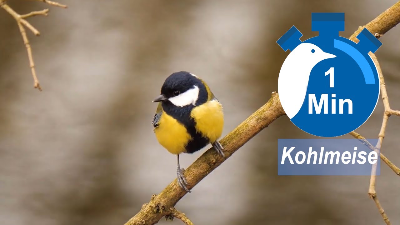 Ein Vogel, eine Minute - Kohlmeise