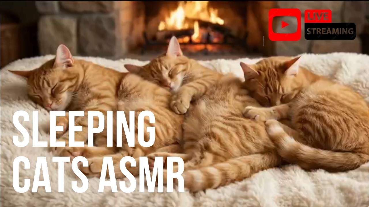 3 Cute Orange Cats Sleeping by the Fireplace 🔥 Cozy Cat ASMR • Relaxing Loop Live