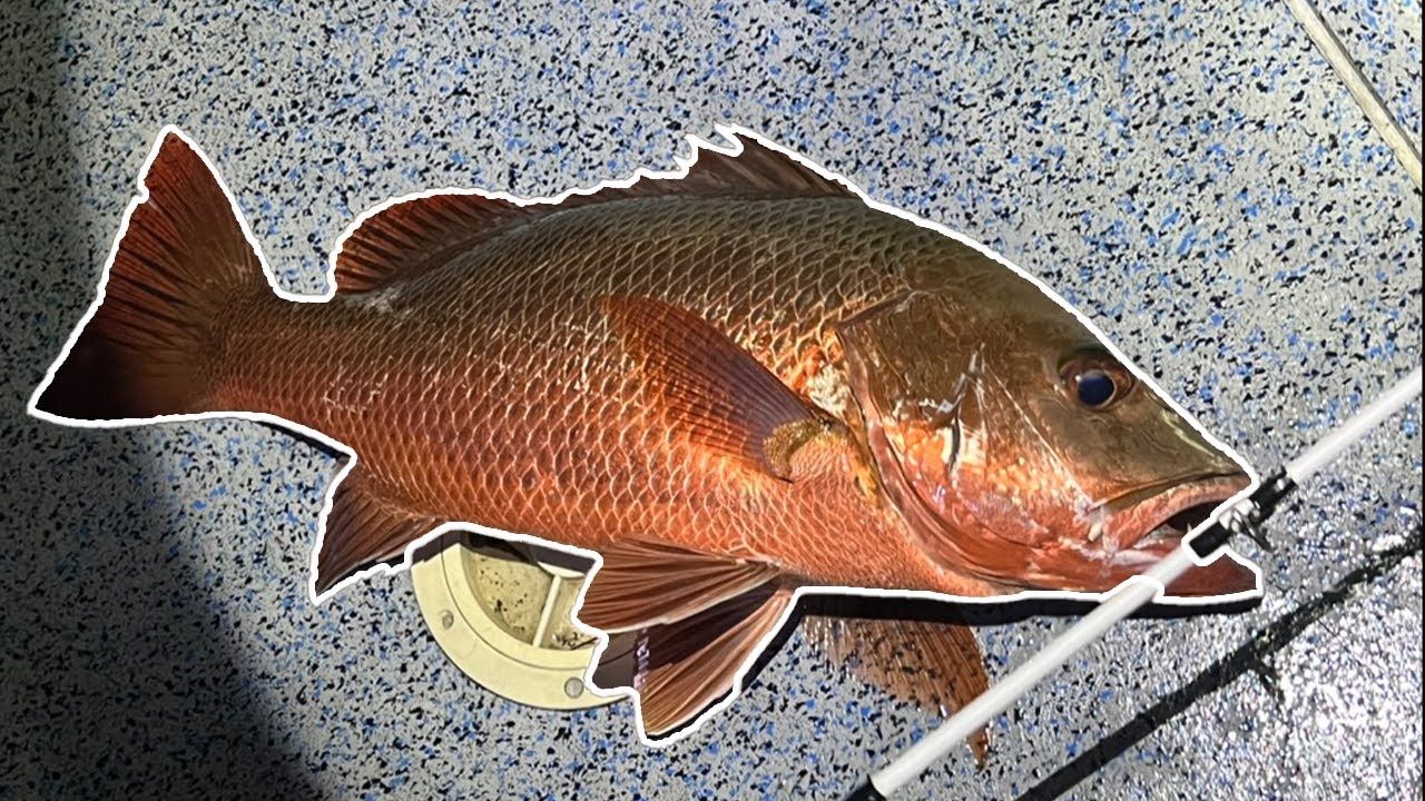 Big Baits and Bigger Fish! (HUGE Mangrove Jack!) | Live Baiting the Noosa River