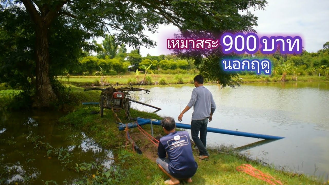 เหมาสระ 900 บาท สูบน้ำจับปลาตามทุ่งนา ก่อนปลูกข้าว จะมีปลามั้ย บอกเลยว่าเกินคาด / บ้านนอก EP.498
