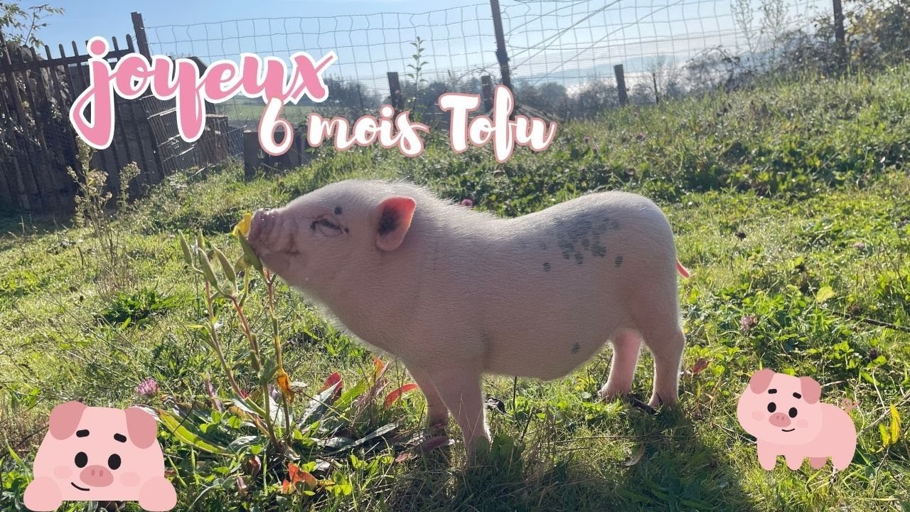Evolution et récap des 6 premiers mois de mon bébé cochon