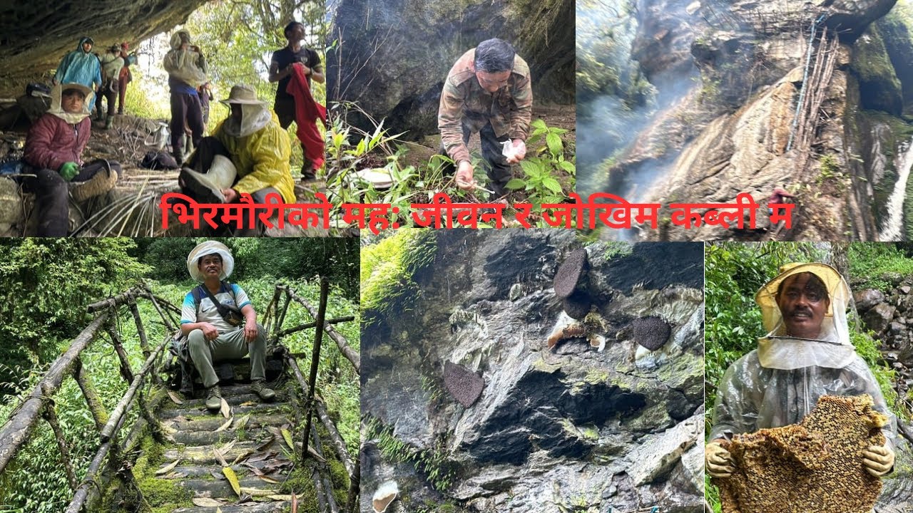 Honey Hunting॥ कब्ली म ॥ Singdi Lamjung Nepal ॥#singdi #village-life