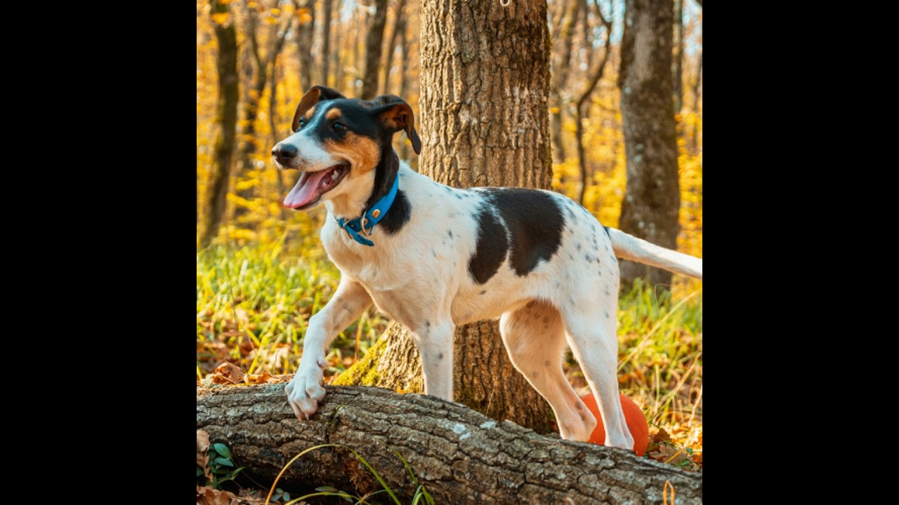 Gut Guardians: Exploring the Gut Microbiome's Influence on Pet Health