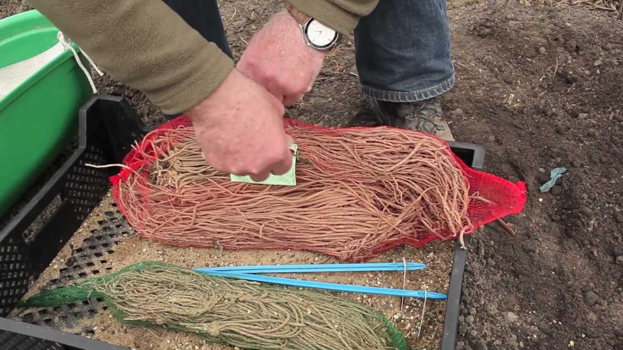 Plantation de l'asperge