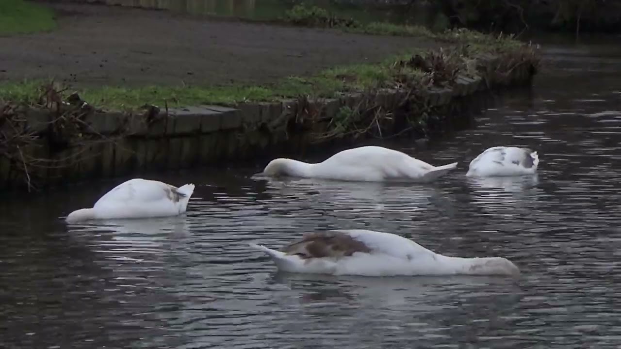 Late Afternoon With The Swans #WaterLovelyBird #muteswancygnets #muteswans #cygnets #swan #swans