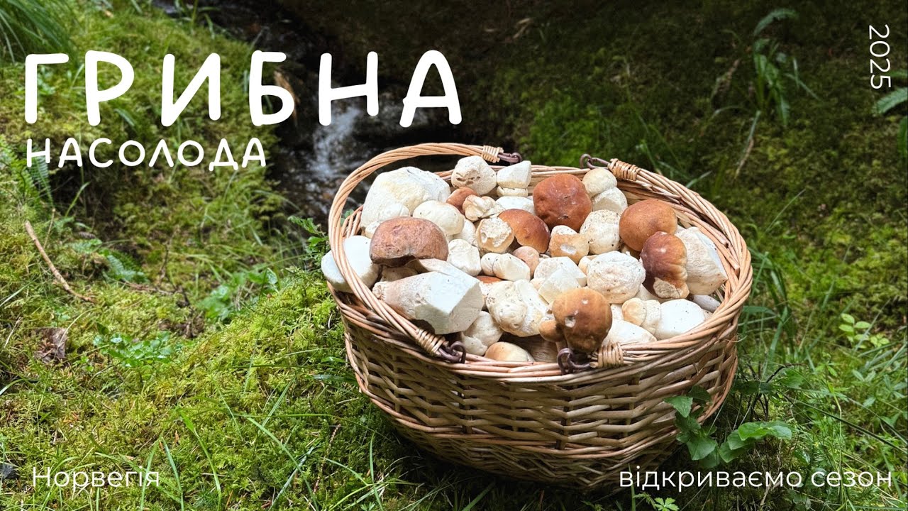 Норвезькі БІЛІ ГРИБИ 2025. Норвегія, Ulsteinvik