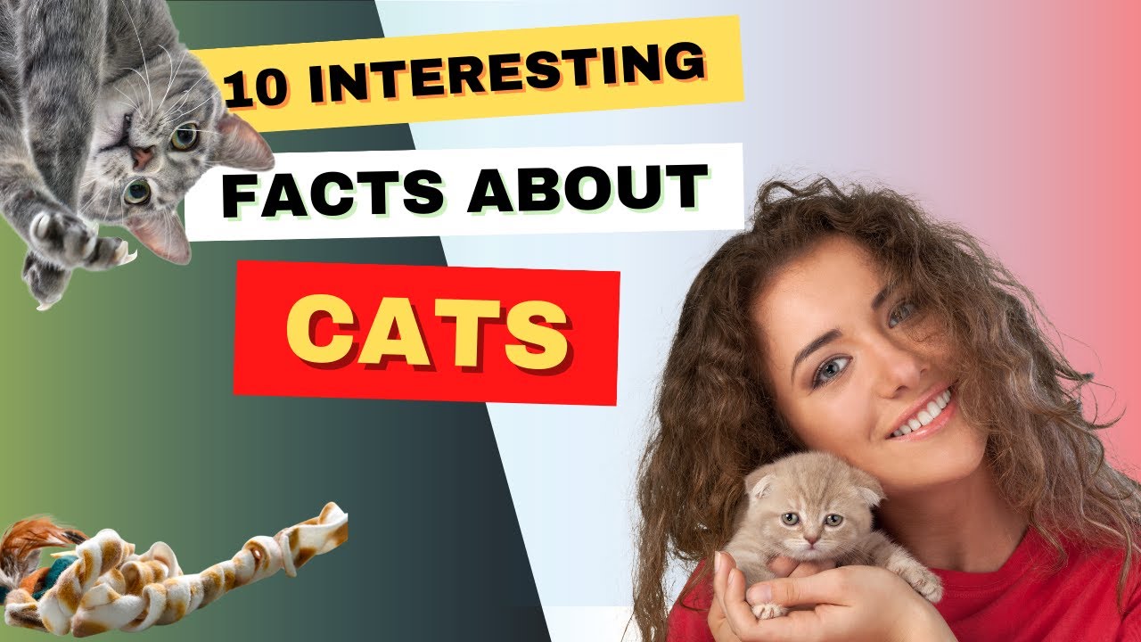 Top 10 Fascinating Facts About Cats You Didn't Know | Feline Facts | Cat Lovers | Fact Files