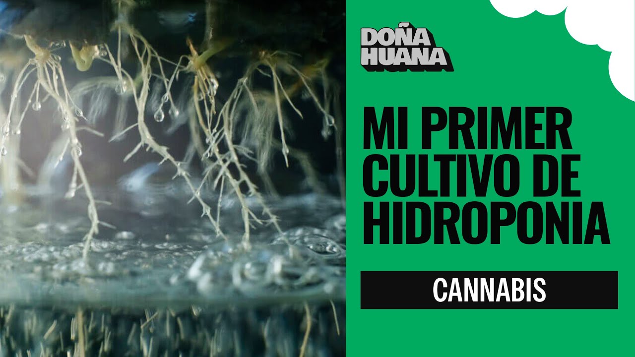 CULTIVO DE HIDROPONIA FACIL - PROBLEMAS CON ROYA - HIDRO EN 10 LITROS