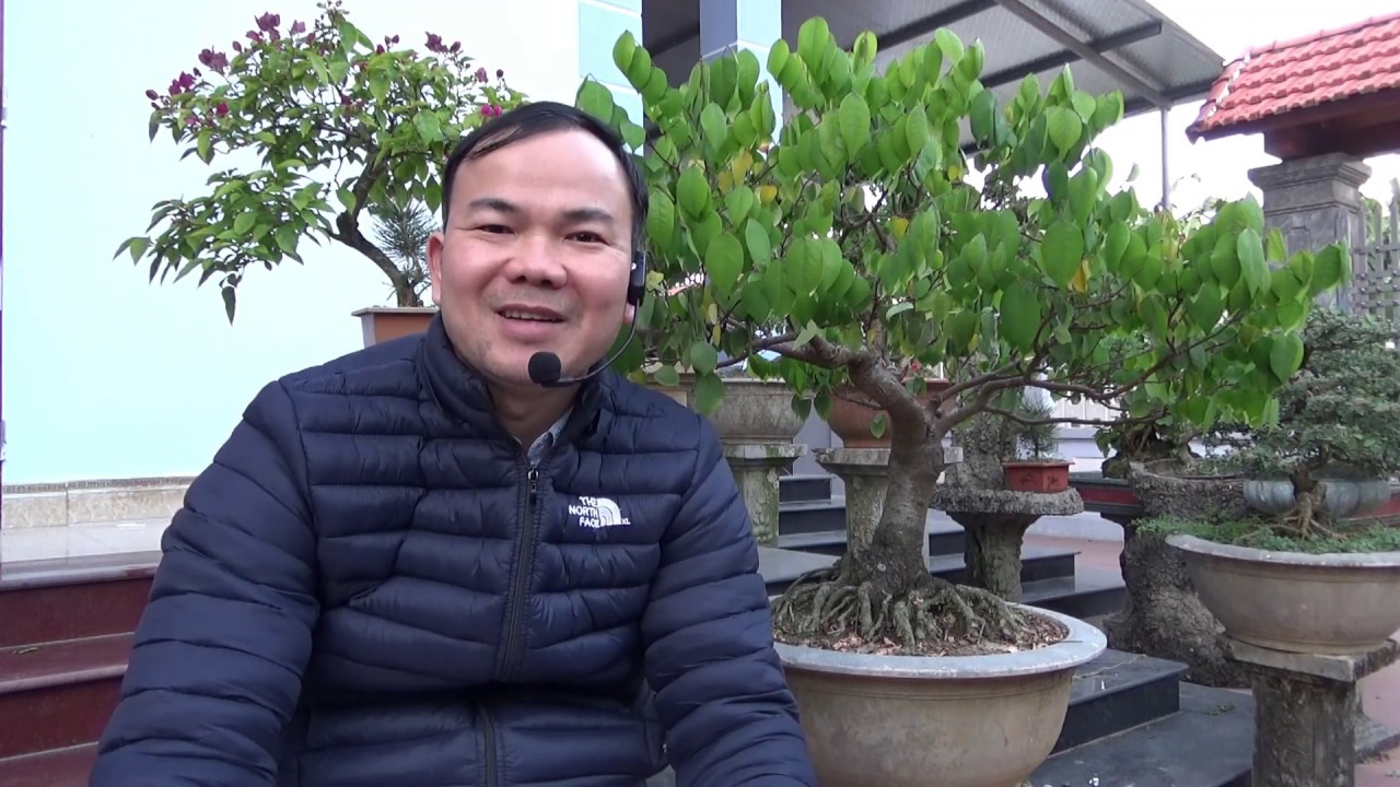 18 sai lầm người mới chơi bonsai thường mắc phải - 18 popular mistakes in making bonsai