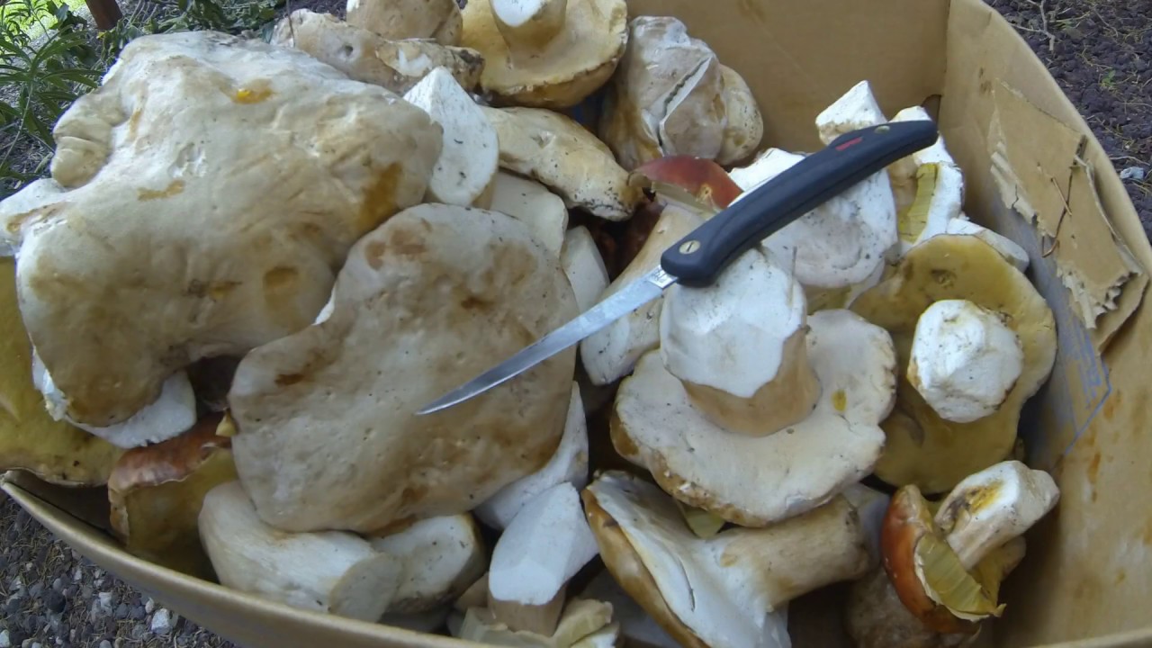 White king boletes in Arizona-boletus barrowsii