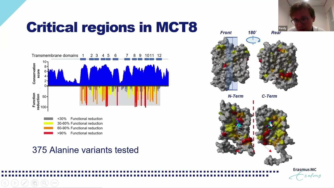 Mapping variants in thyroid hormone transporter MCT8 to disease severity