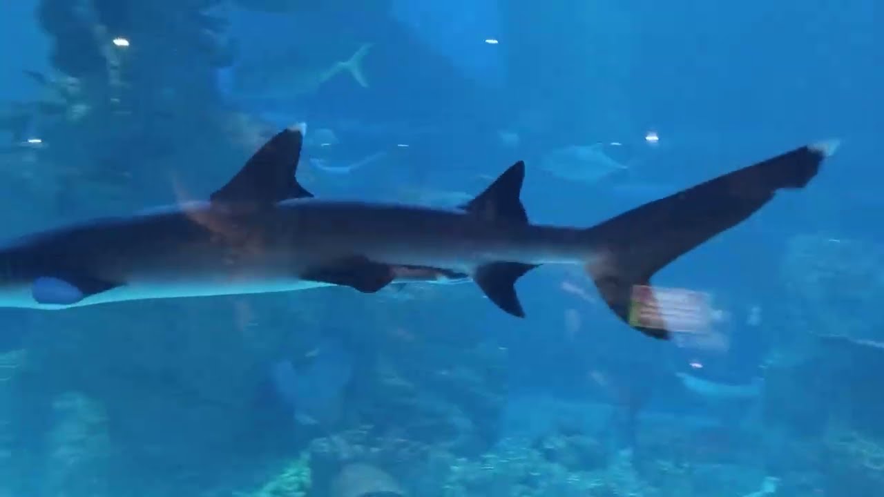 Menyaksikan Berbagai Macam Kehidupan Laut Menarik Di Jakarta Aquarium Safari Di Central Park Jakarta
