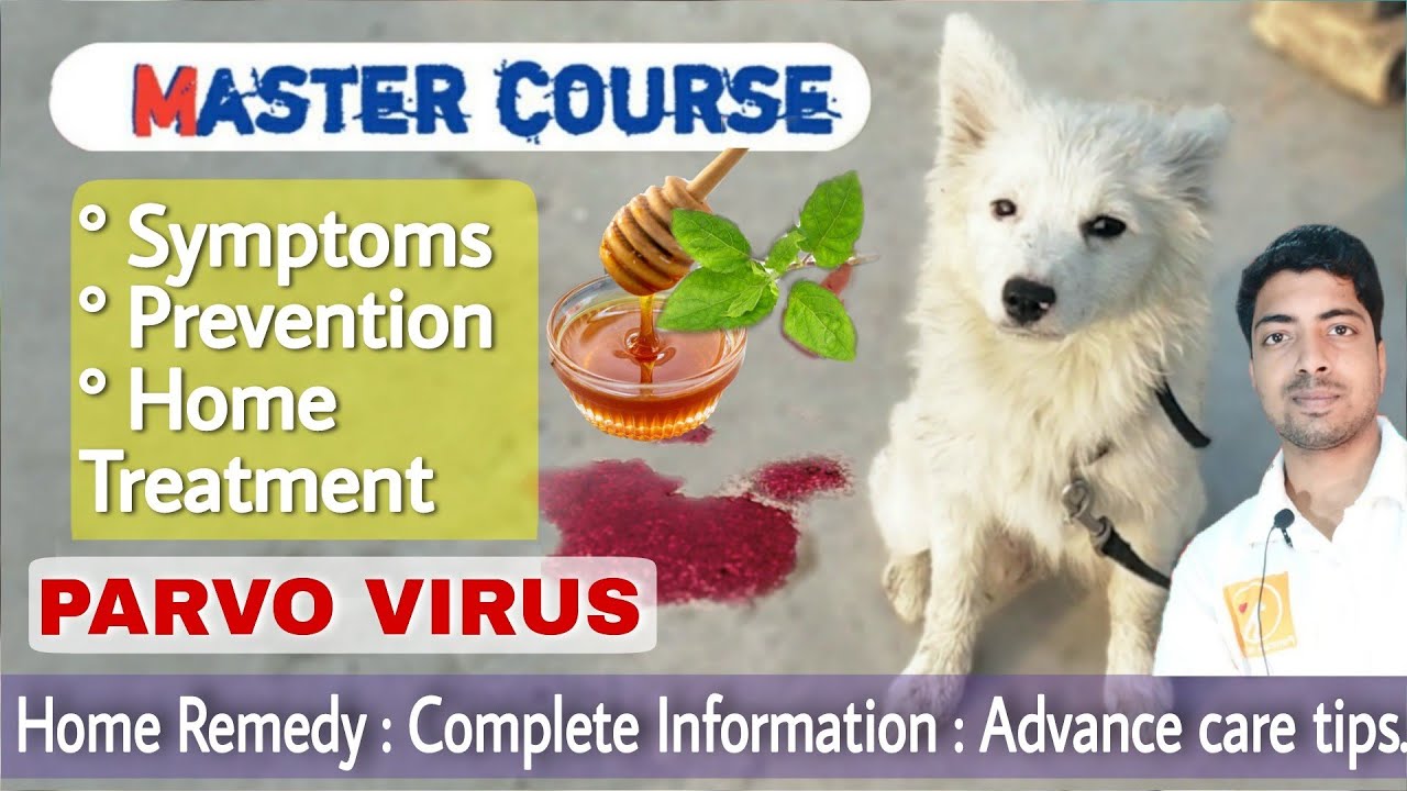 Master course : Parvo virus in dogs || Homemade treatment.