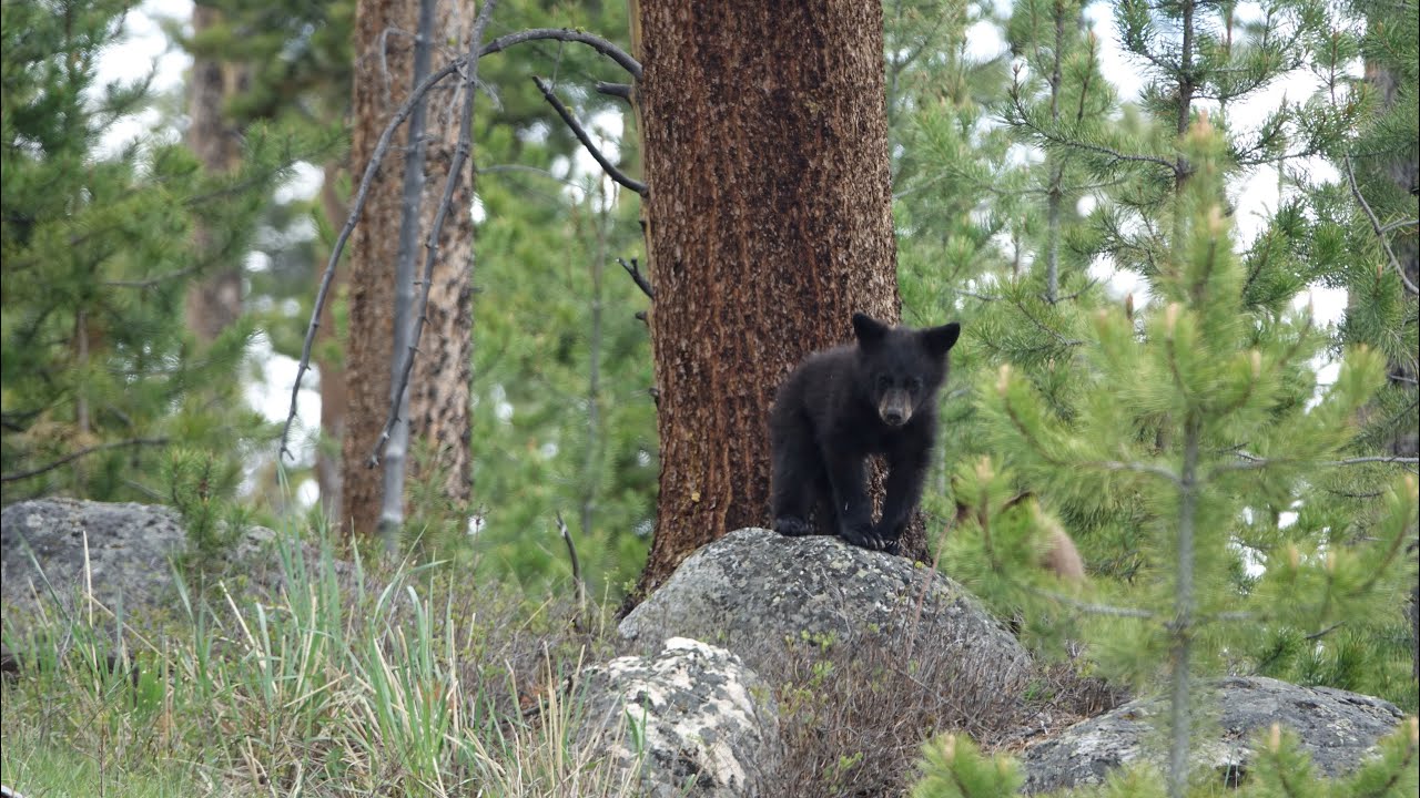 Mama Black Bear & two Cubs_Yellowstone NP_The last day  30 May 2024