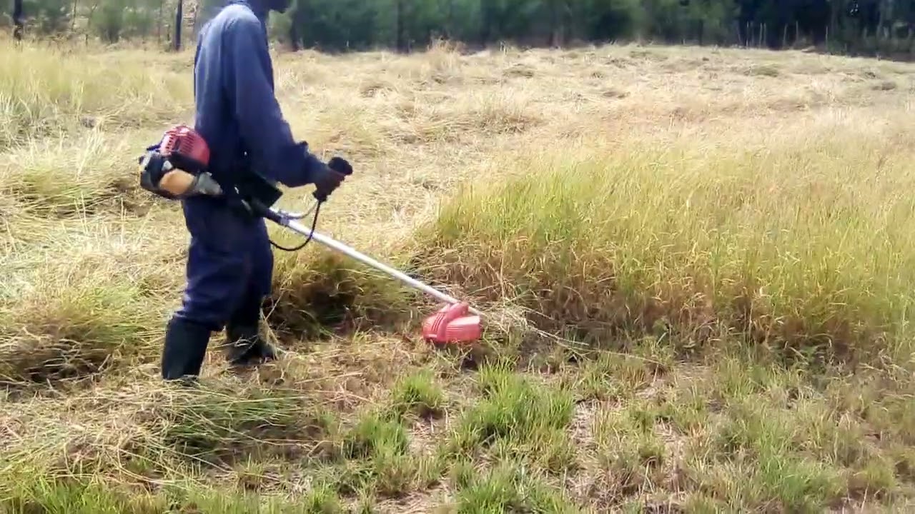 How to harvest bomarhodes/hay grass without machines in small scale farms
