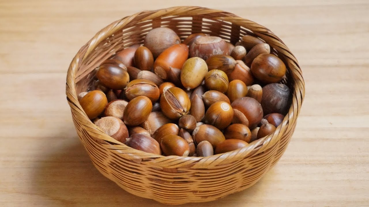 生でも食べられるドングリ2種の最高に美味しい食べ方をご紹介します