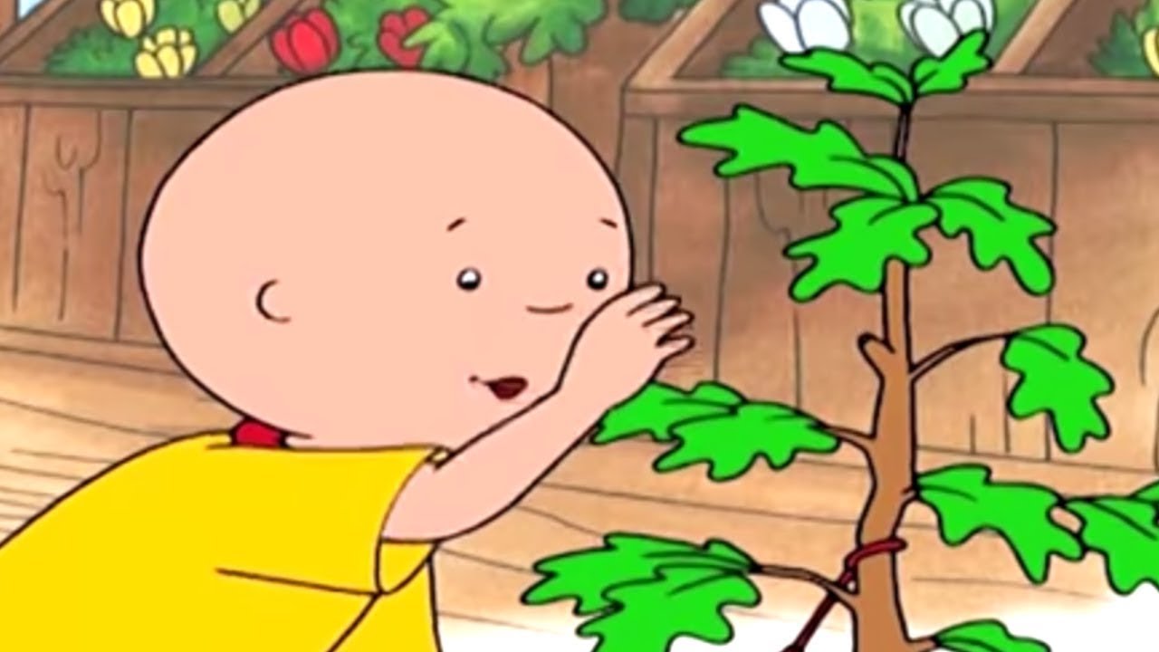 Caillou Türkçe HD -  Caillou ve Küçük Ağaç | kayu cizgi filmi| çizgi filmleri çocuklar içi