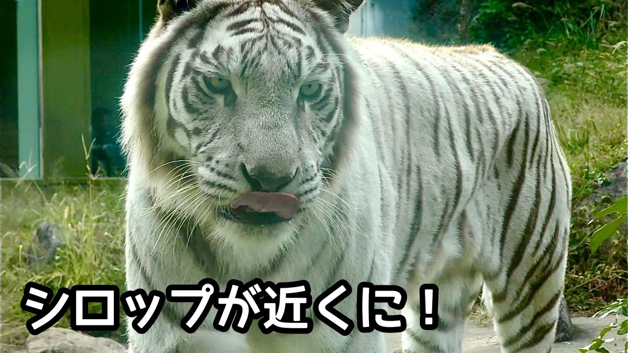 歩き回るシロップを遠くでツキシグが見つめています【伊豆アニマルキングダム】Syrup Tsuki Shigure Izu Animal Kingdom 