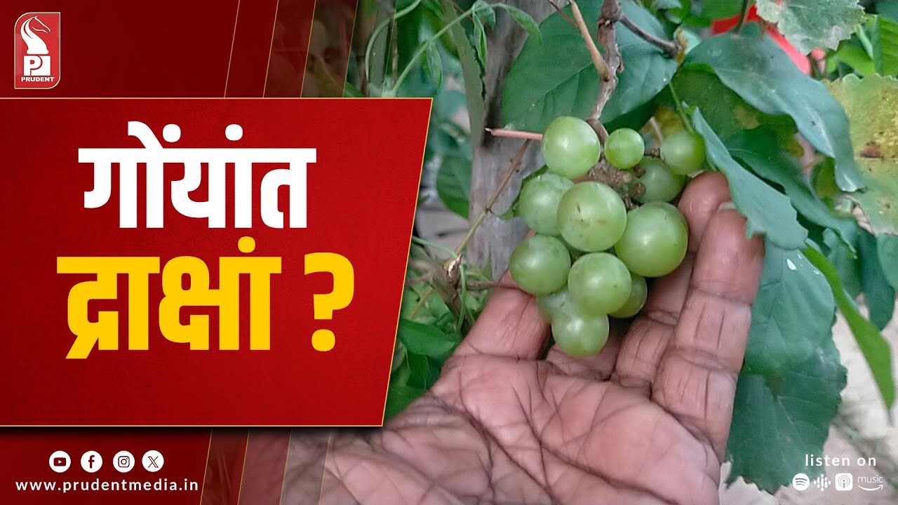 Goa’s Sweet Surprise: Grapes Thrive on Local Soil!