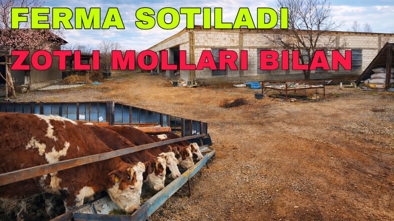 👉 ZOTLI MOLLARI BILAN FERMA SOTILADI | Tayyor Biznes | 2026 