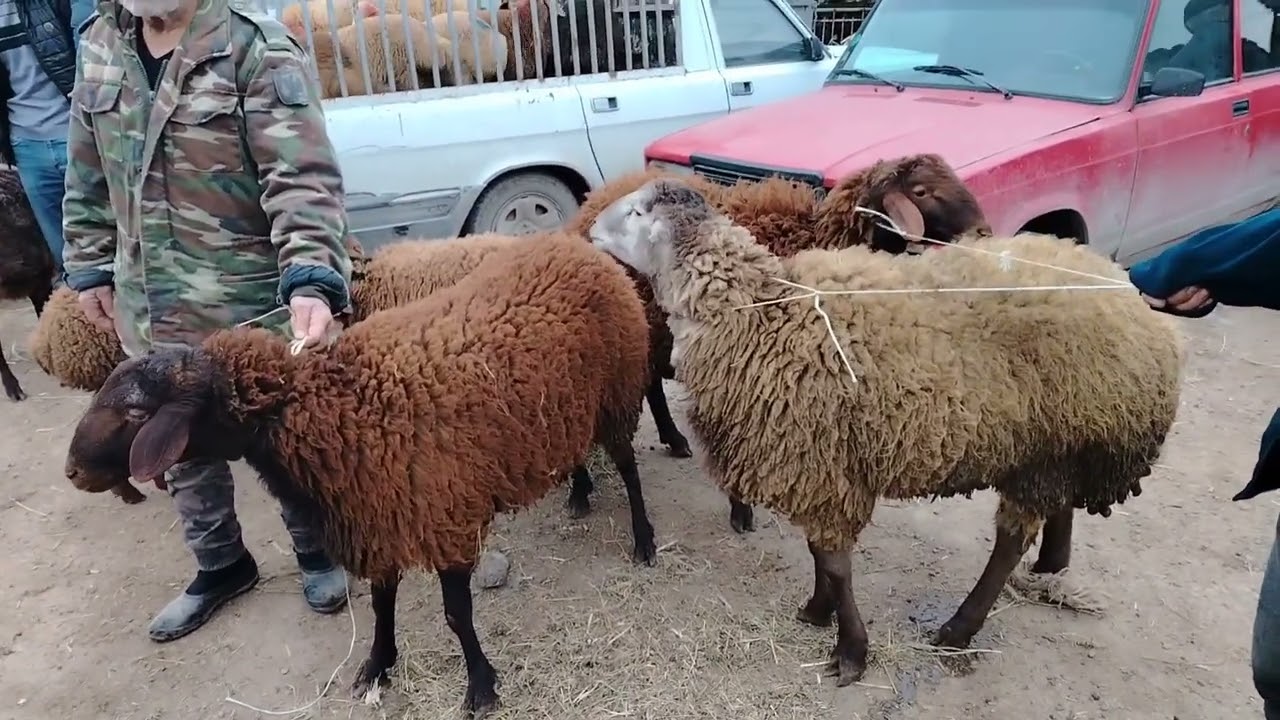 MAŞTAĞA. QOYUN. KEÇİ. MAL. BAZARI. 27.1.2025.