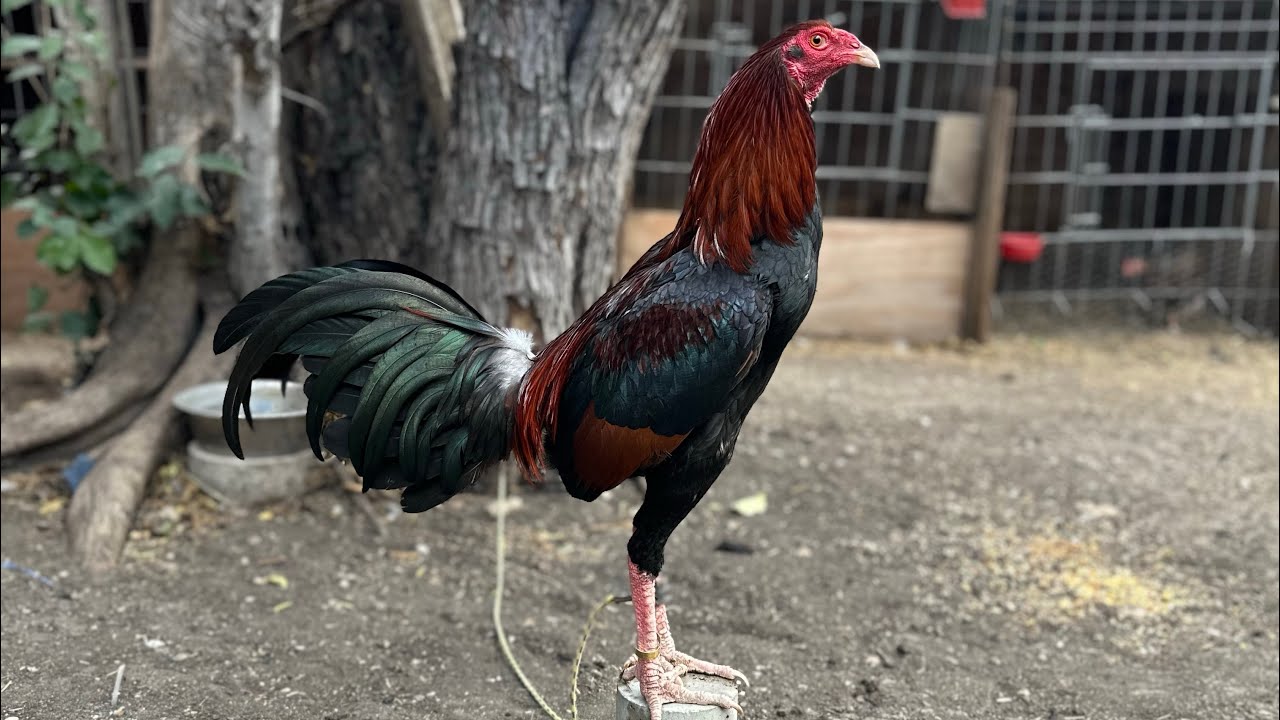 Kelso asil 🦜 disponible  #rooster #backyardchickens #animals 