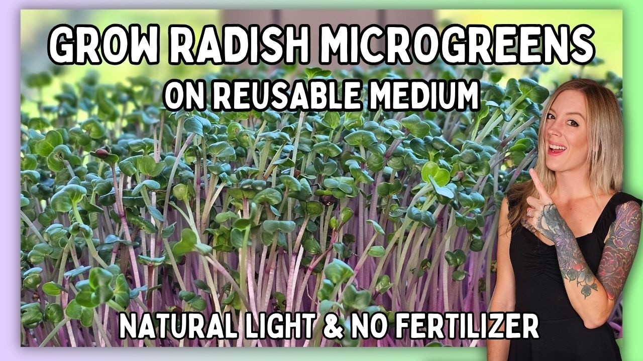 Grow Hong Vit Radish Microgreens at Home with NO Grow Lights | Window Sill Only