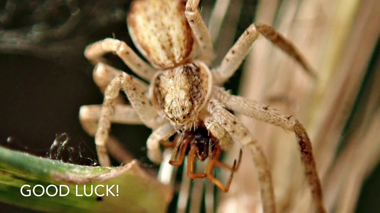 Focus Techniques For Macro Photography With Olympus Tough TG Camera
