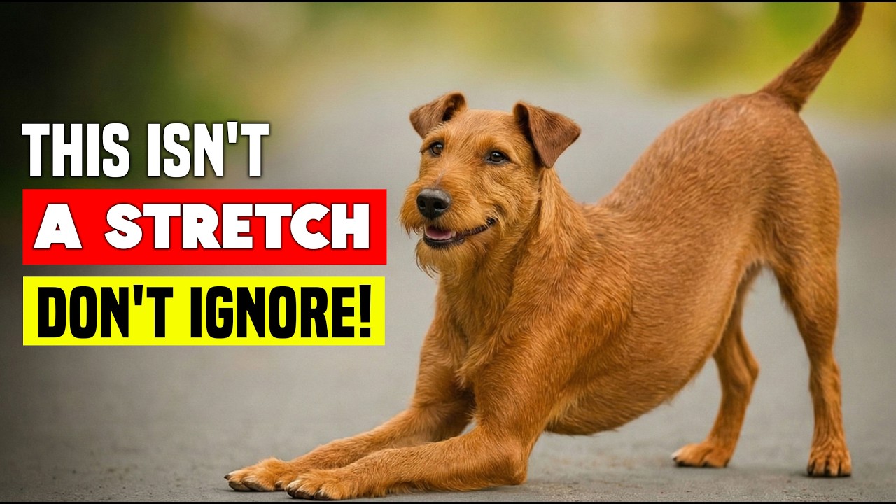 If Your Dog Stretches When They See You… This Is What It Really Means