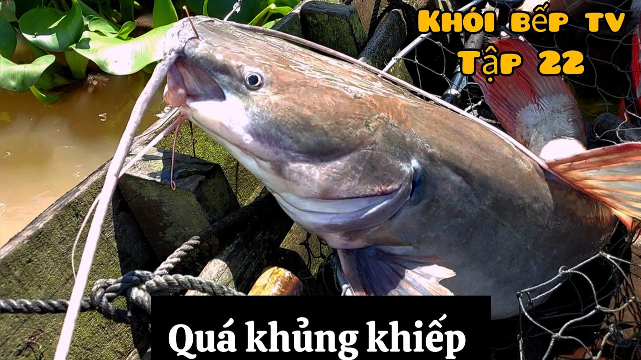Câu tôm càng sông và cá lăng khủng [khói bếp 22]