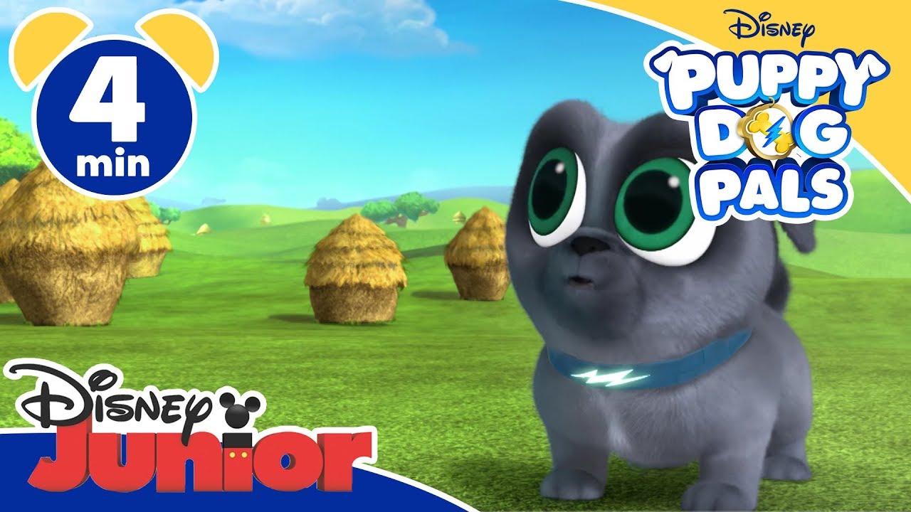 Puppy Dog Pals | Bingo, Rolly e le pecore - Disney Junior Italia