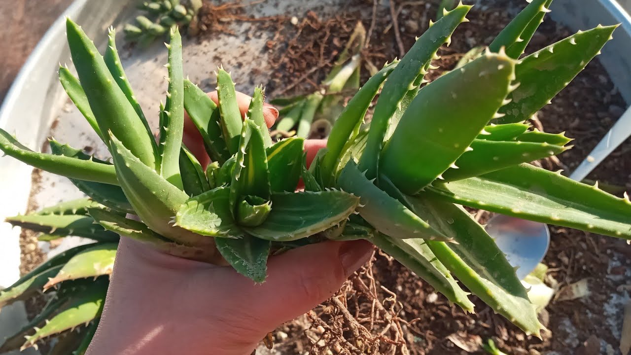Aloe Saksı Değişimi, Köksüz Yavruların Dikimi