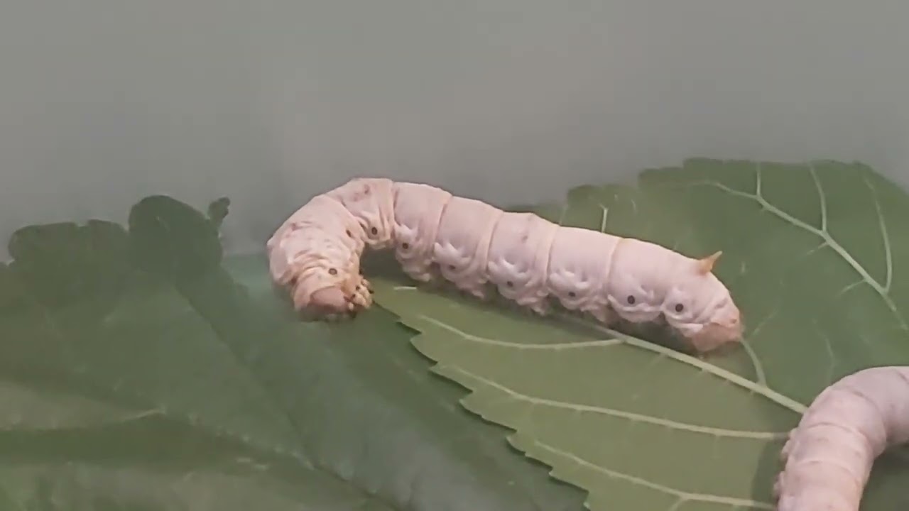 Silkworms eating mulberry leaves