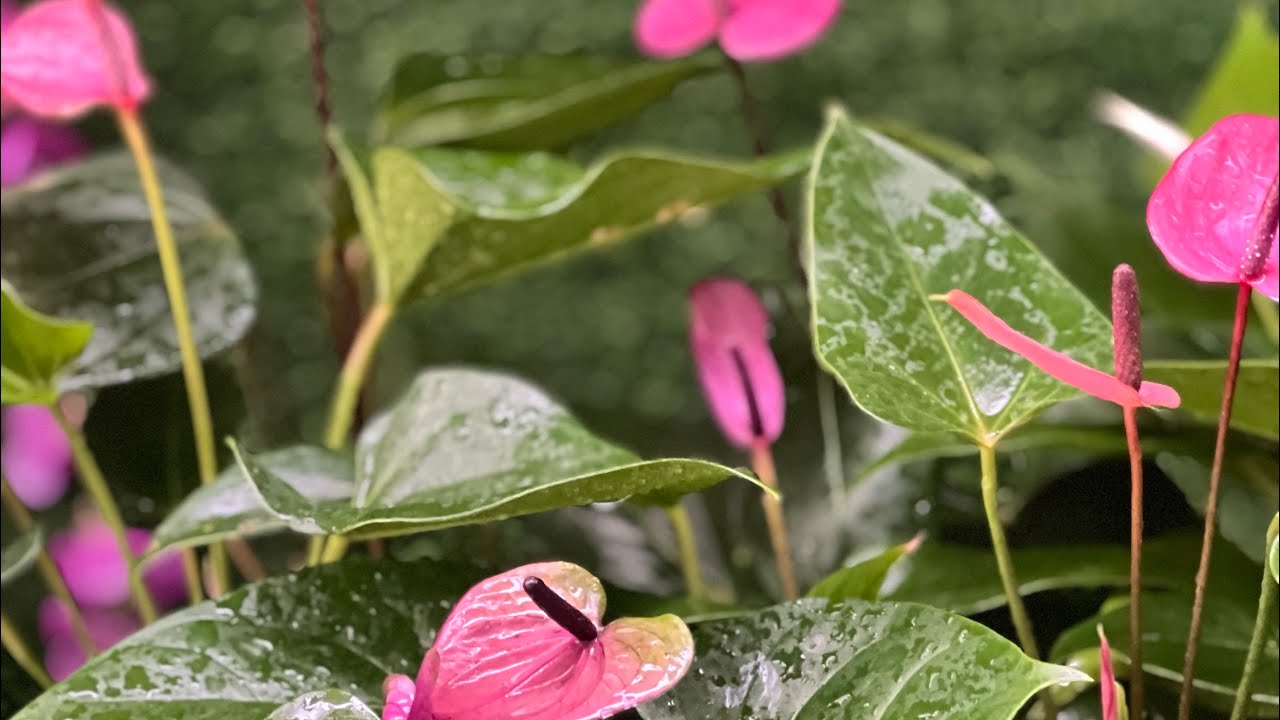 පර්පල් වර්ග 8 පැකේජය ගන්න බැරි උන ඔයාලා වෙනුවෙන් මේ පැකේජය දෙන්න පුළුවන් 0773407293 වට්සැප් එන්න
