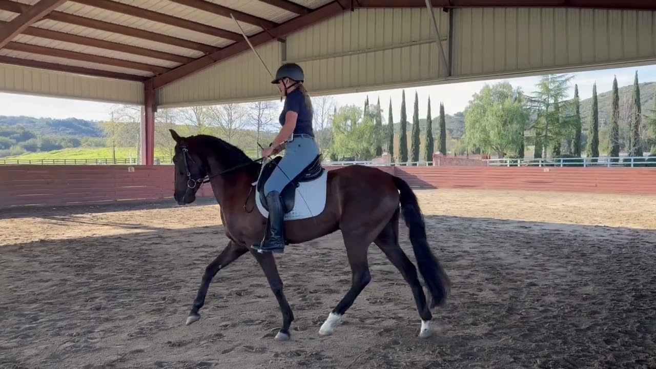 Fizzy trot work day 1 with Pippa Callanan