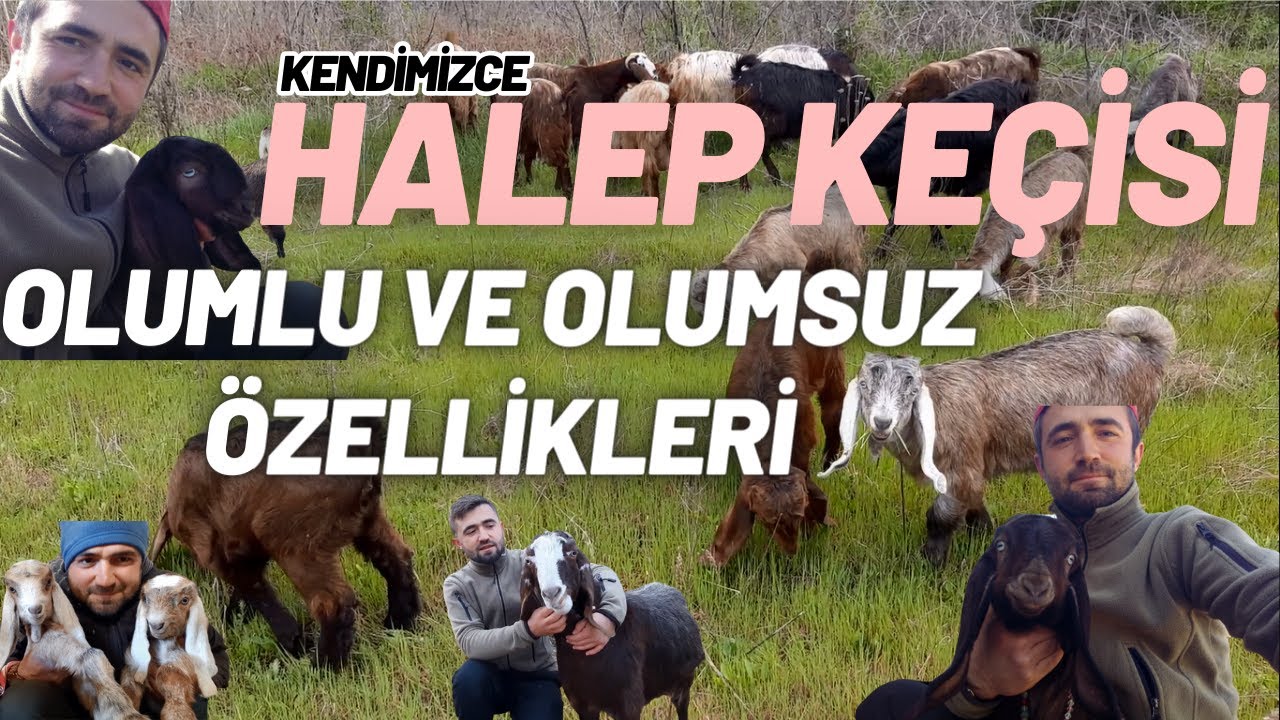 HALEP KEÇİSİ YETİŞTİRİCİLİĞİ | Halep Keçisinin Artı Ve Eksileri | Neden Halep Keçisi İle Başladık ?