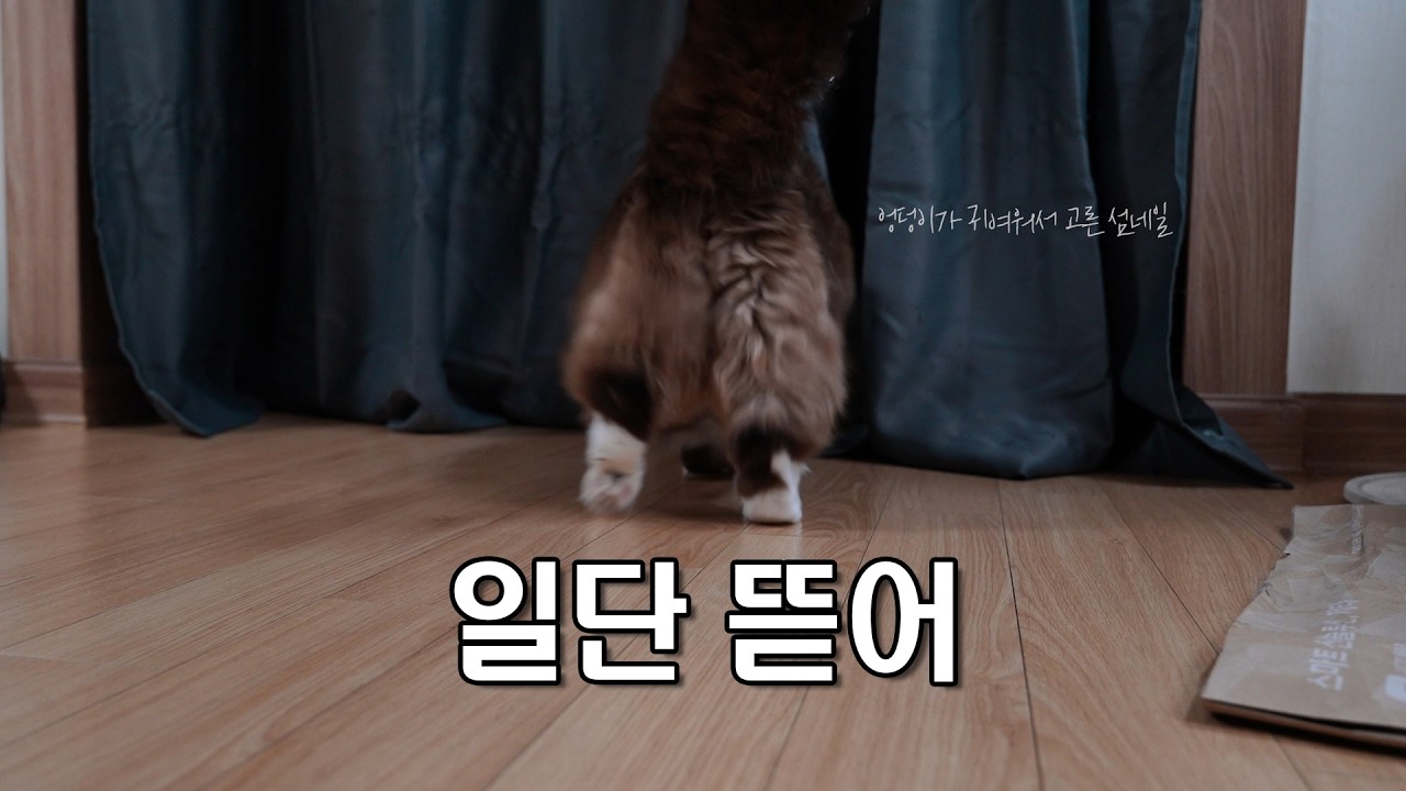 사고 쳐도 귀여우면 다인가?(맞음) 커텐 파괴범 랙돌의 하루