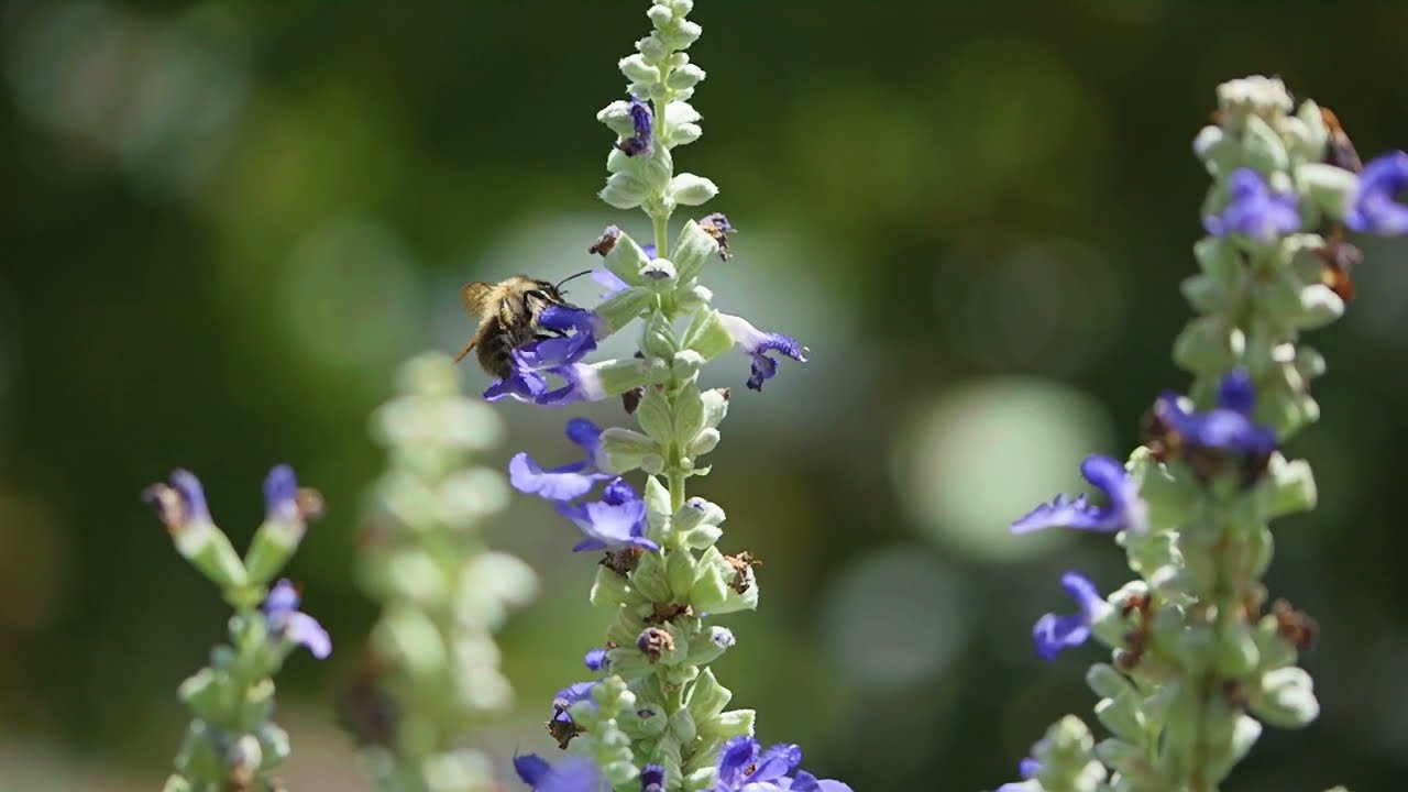 Flora und Fauna in Balkonien