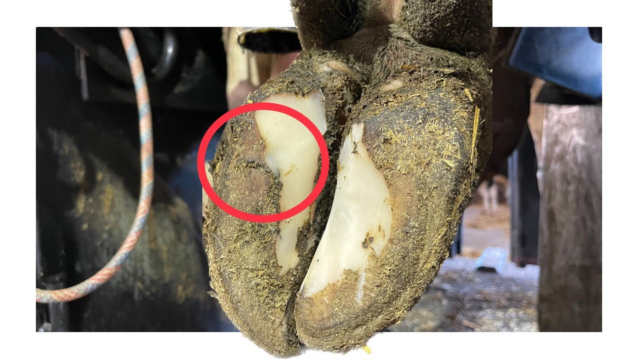 Let’s Test YOUR Hoof-trimming PROWESS
