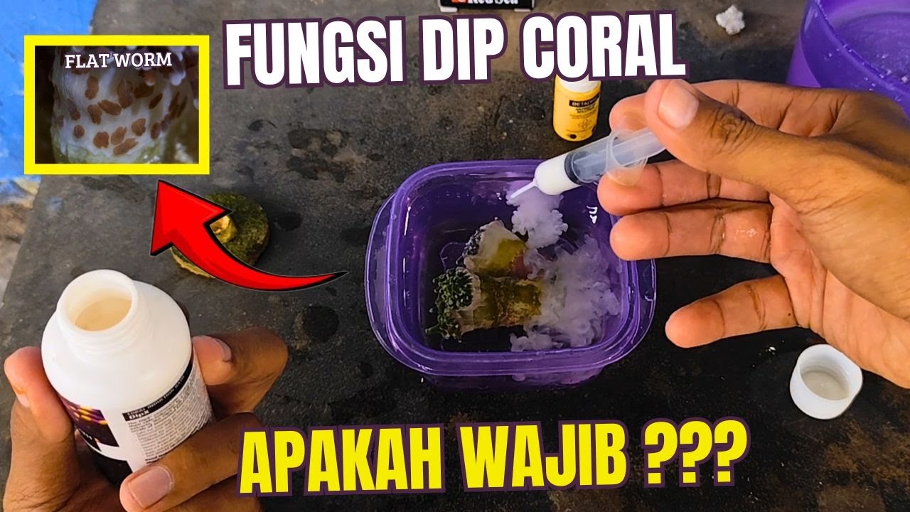 HAMA FLATWORM KELUAR SEMUA ! PENTINGNYA DIP CORAL SEBELUM MASUK KE AQUARIUM KITA !
