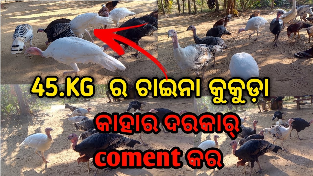 ଚାଇନା କୁକୁଡ଼ା କିଏ ନବ coment କର #45 କେଜି ର ଚାଇନା କୁକୁଡ଼ା#ଓଡିଆ vlogs video #@DesiMusicFactoryYT #like