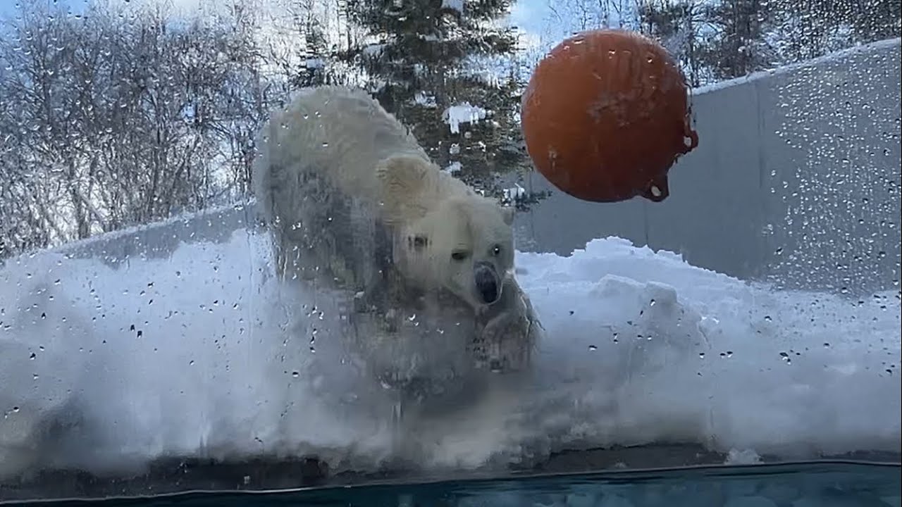 20260217:今日の円山動物園
