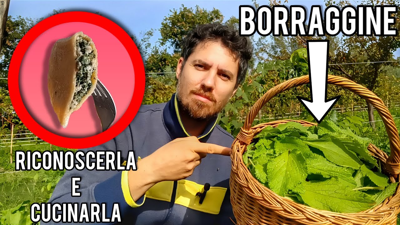 Borraggine: come riconoscerla (e cucinarla)!