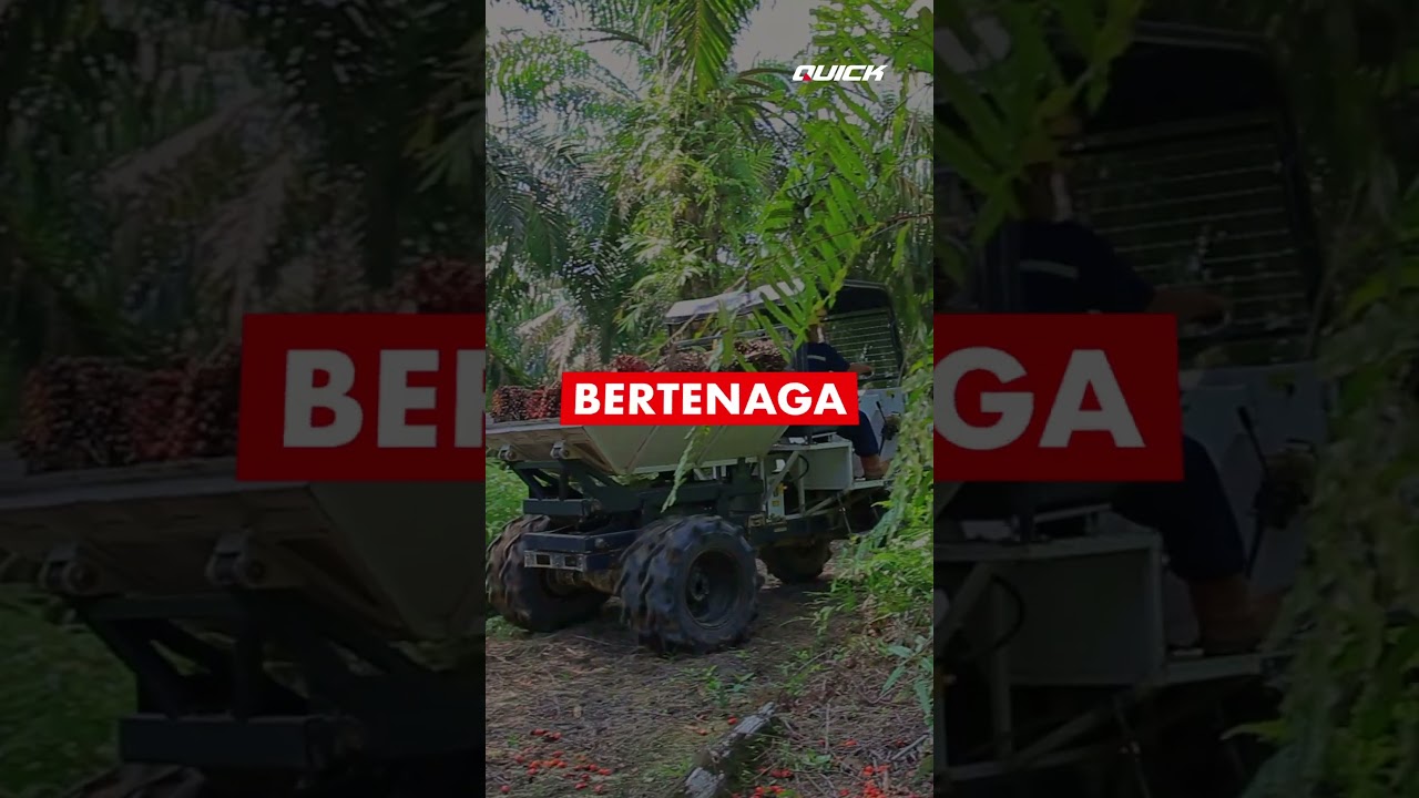 Langsir Sawit Naik Turun Tanjakan QT-16E Bertenaga! Sudah Biasa!  #quicktraktor #alatangkut #sawit