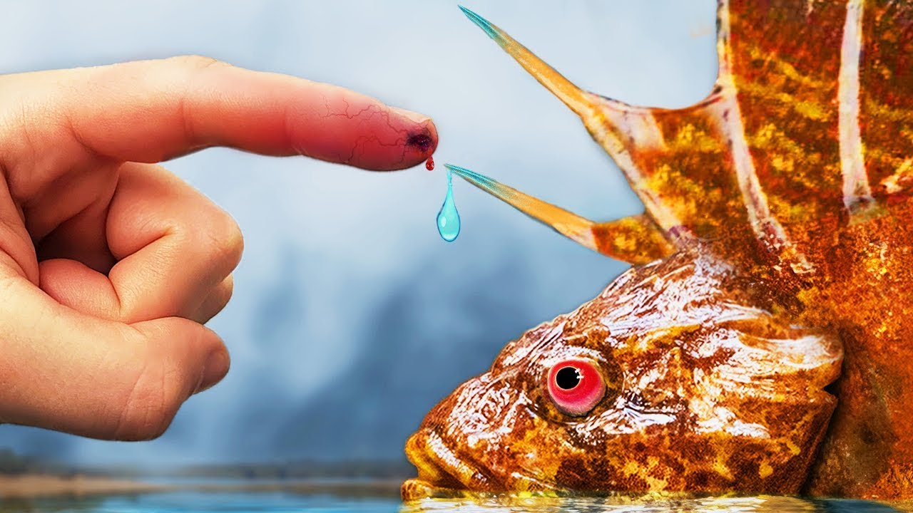 Kontakt z Groźną Ryba Kamienną 🐟 | Test Ochronnych Kolc&oacute;w w Australii | Brave Wilderness Polski
