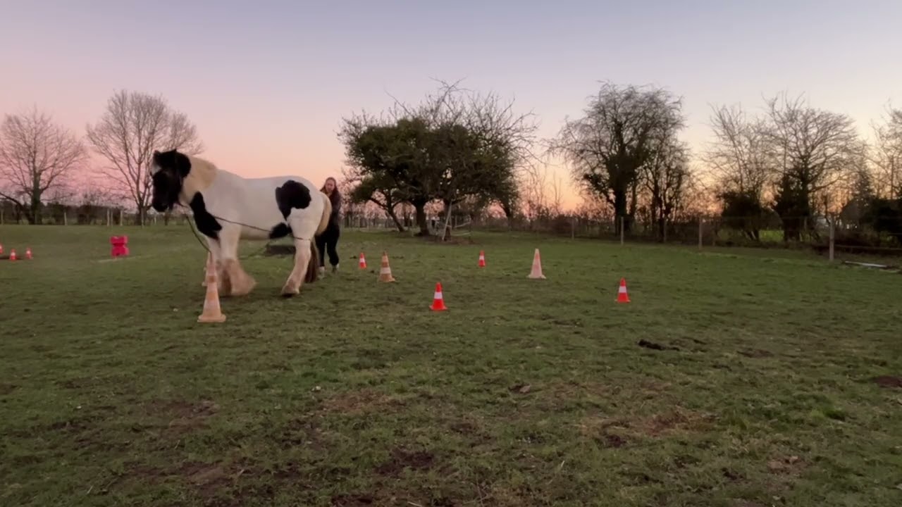 Equifeel virtuel Caval Go 25-26 : Thorgal en catégorie longues-rênes, manche 1