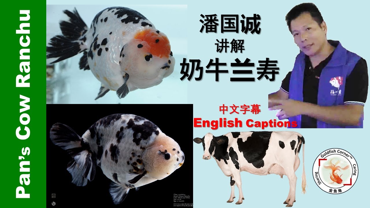 Pan's Cow Ranchu Goldfish: Development & Standards | 潘国诚讲解奶牛兰寿金鱼👉