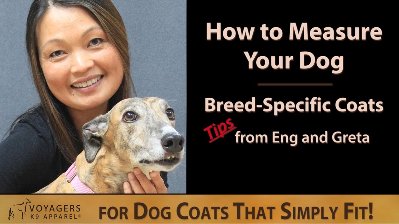 How to Measure Your Dog for A Breed-Specific Dog Coat