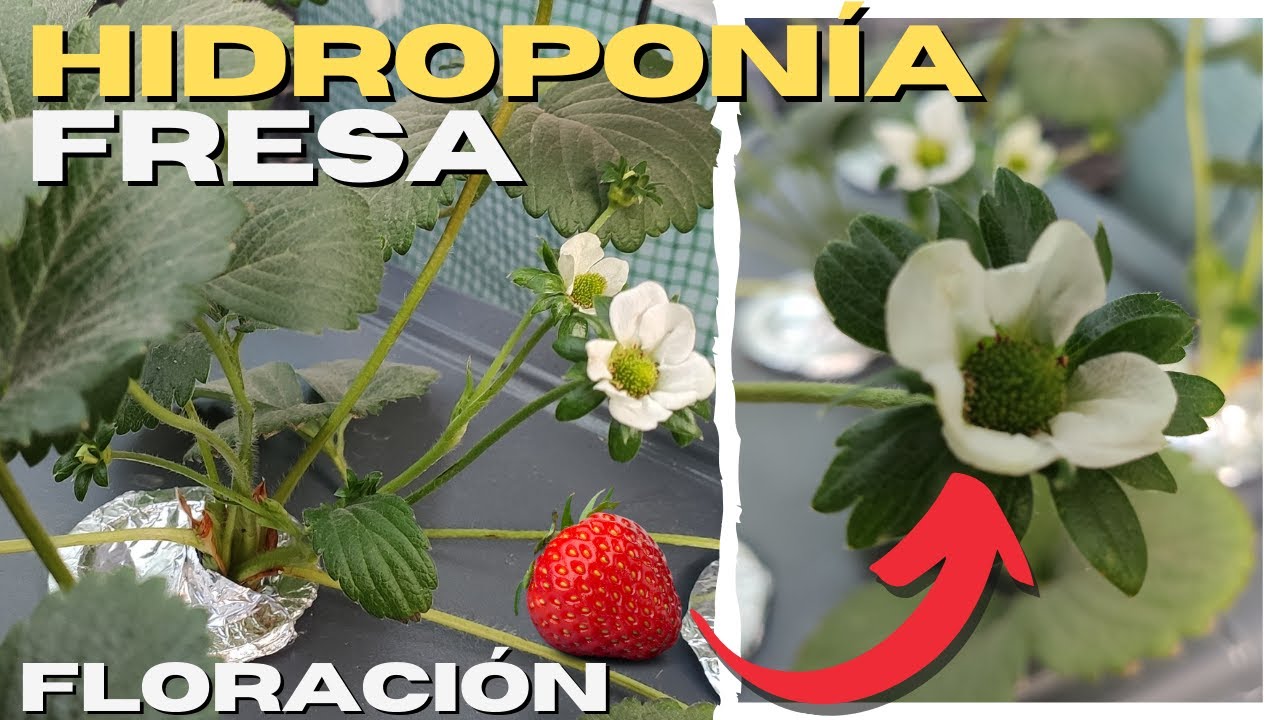 🍓 FRESAS HIDROPÓNICAS Paso a paso 🍓 F L O R A C I Ó N 🌼 #5