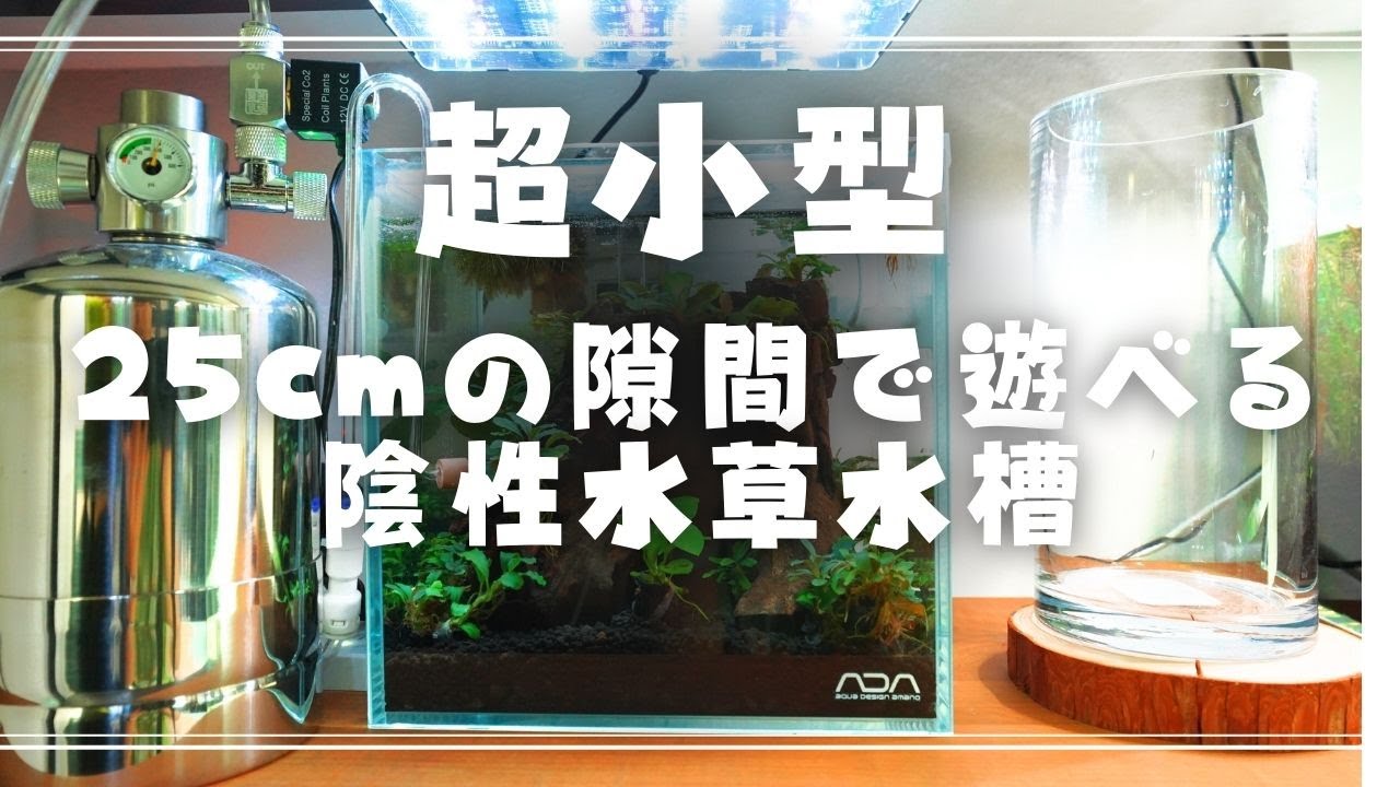 超小型水槽で陰性水草水槽立ち上げ！３ヶ月間の維持管理・適正光量・CO2設定【アクアリウム】